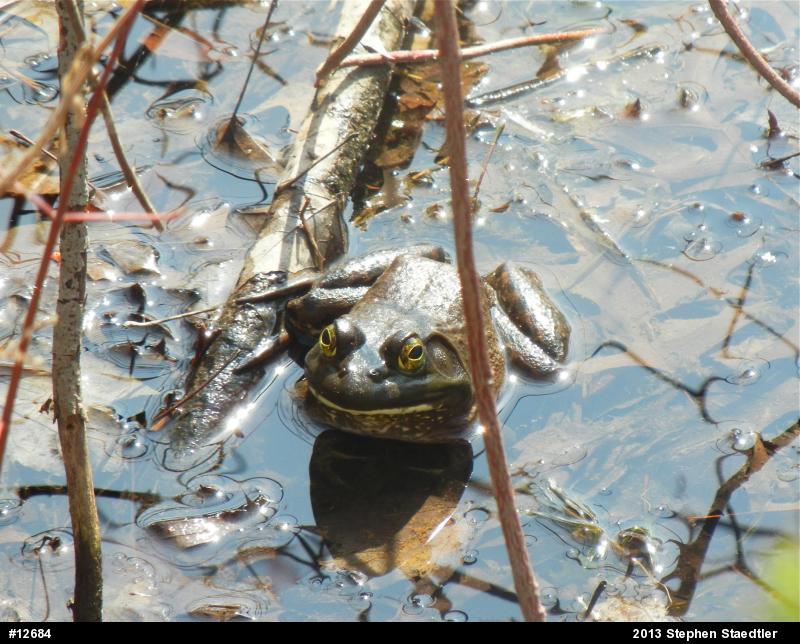 American Bullfrog