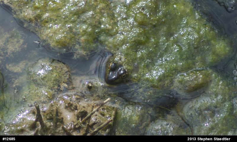 True Frogs