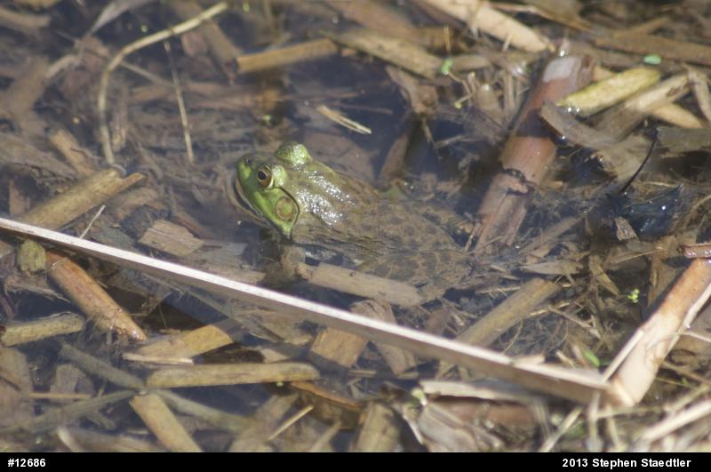 American Bullfrog