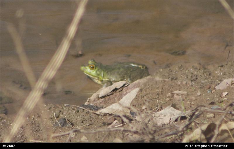 American Bullfrog