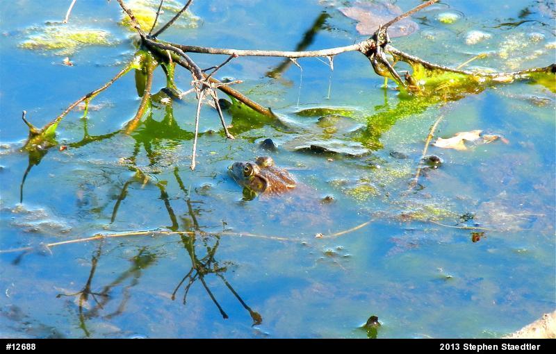 American Bullfrog