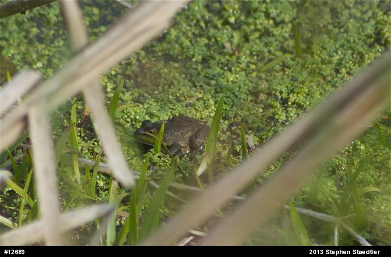 American Bullfrog
