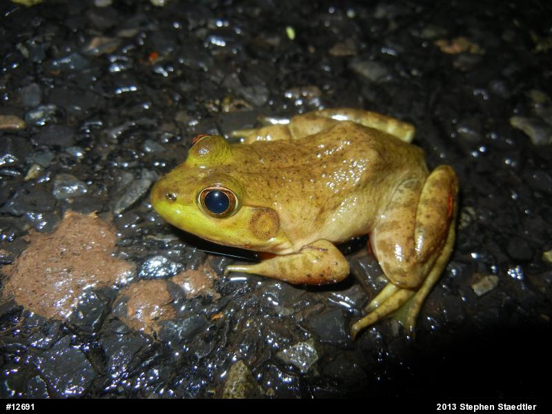 American Bullfrog