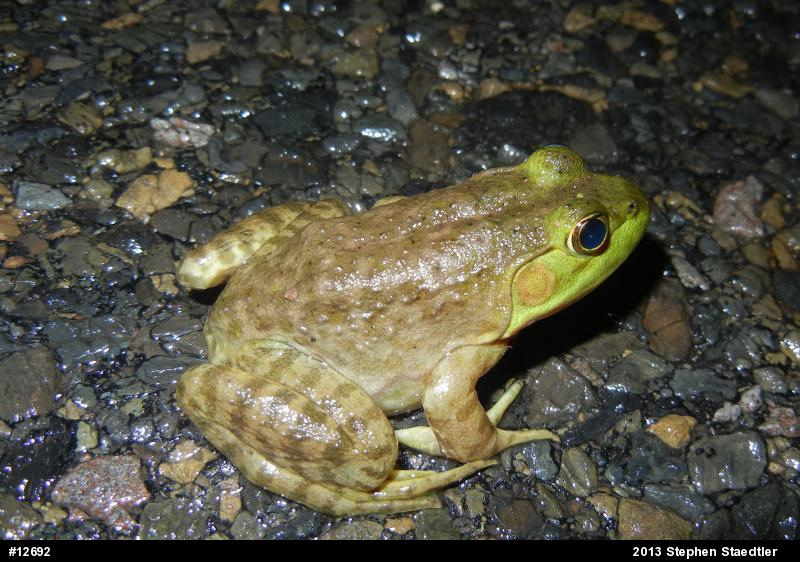 American Bullfrog
