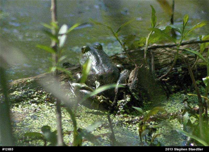 American Bullfrog