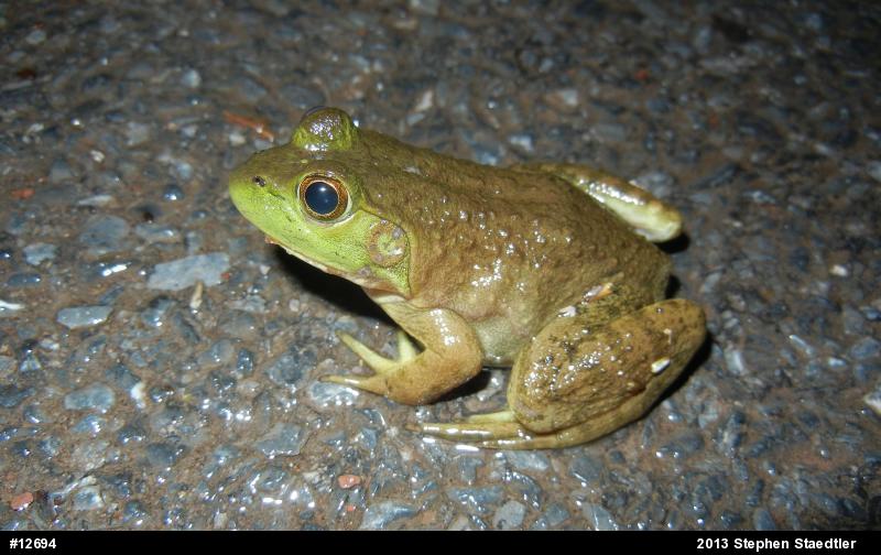 American Bullfrog