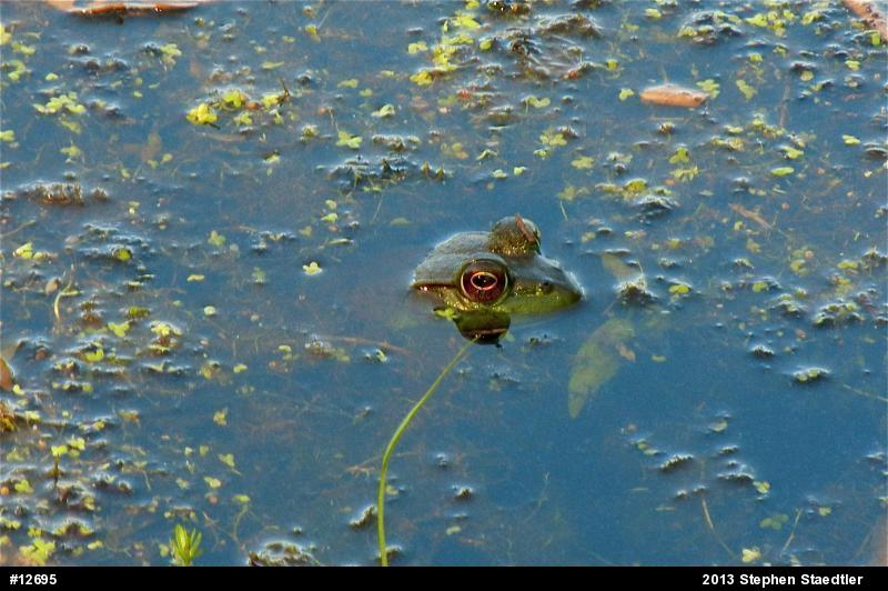 American Bullfrog