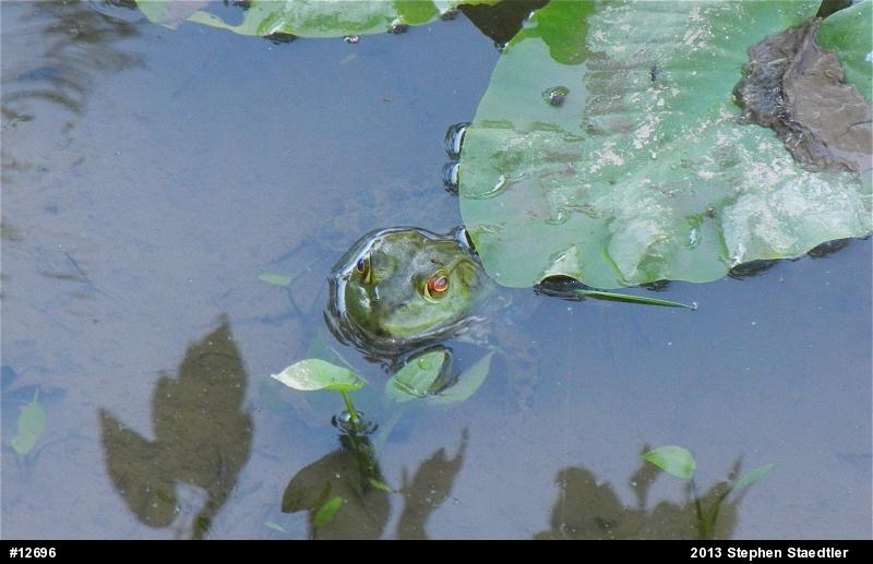 American Bullfrog