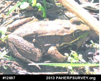 Green Frog