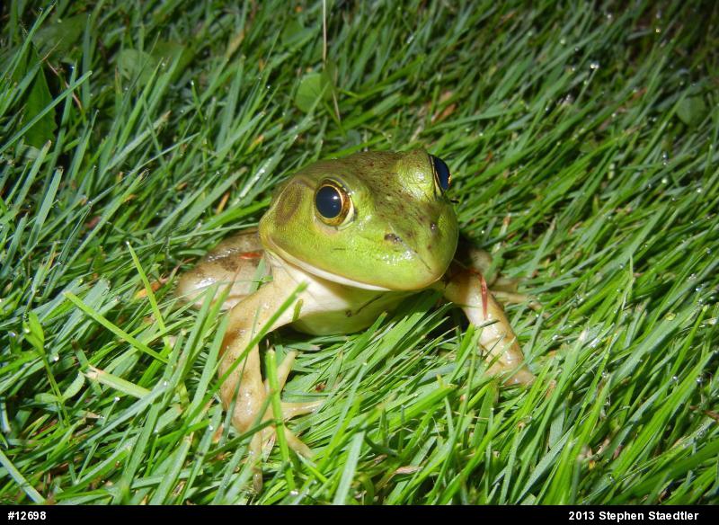 American Bullfrog