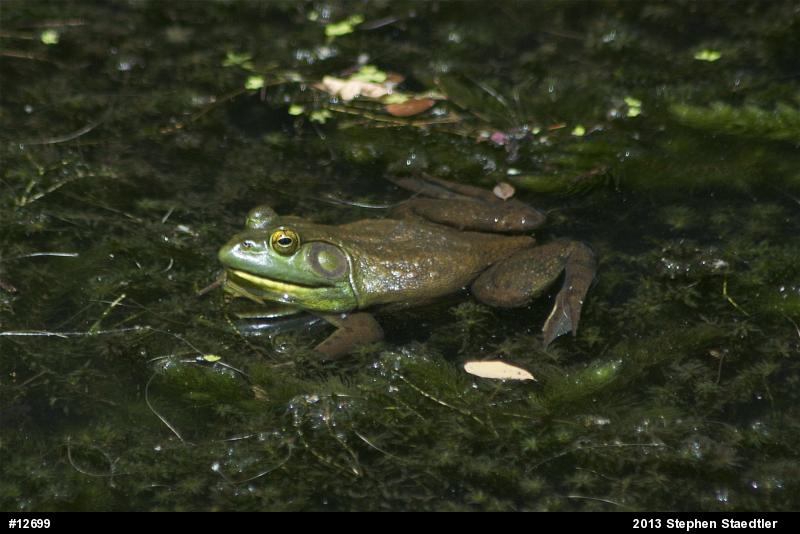 American Bullfrog