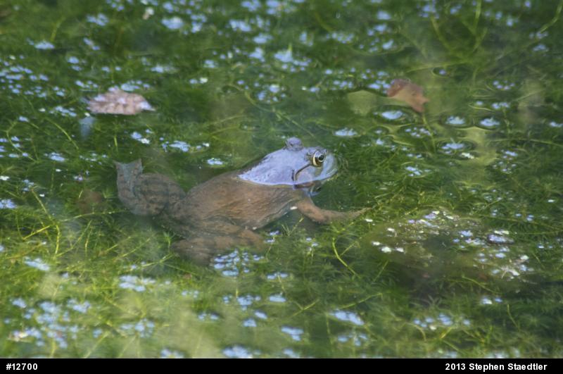 American Bullfrog