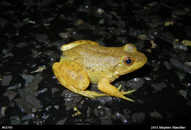 American Bullfrog