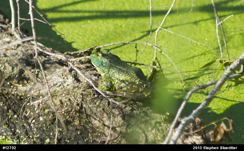 American Bullfrog