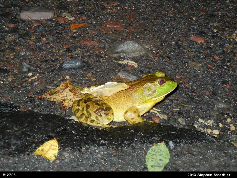 American Bullfrog