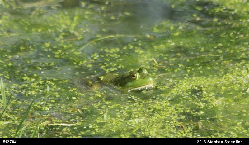 American Bullfrog