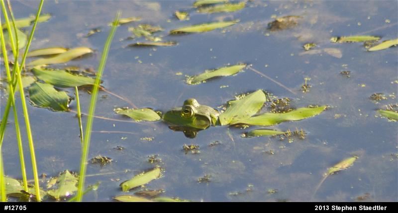 American Bullfrog