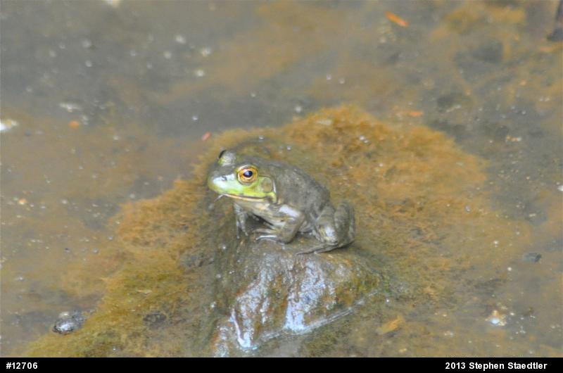 American Bullfrog