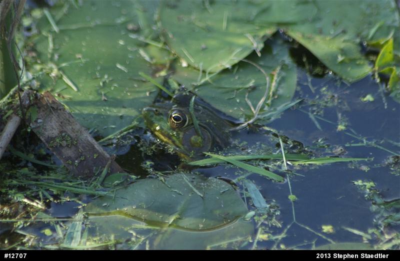 Green Frog