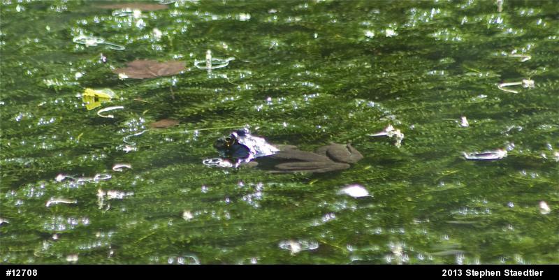 American Bullfrog