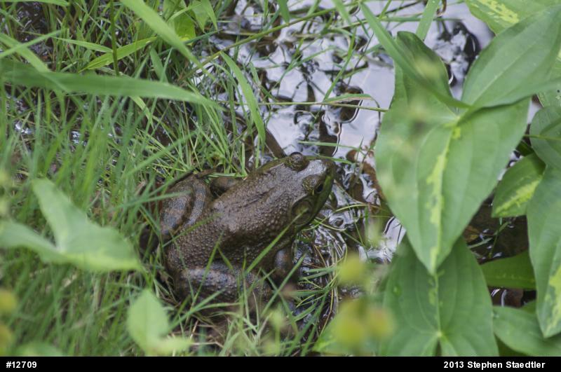 American Bullfrog