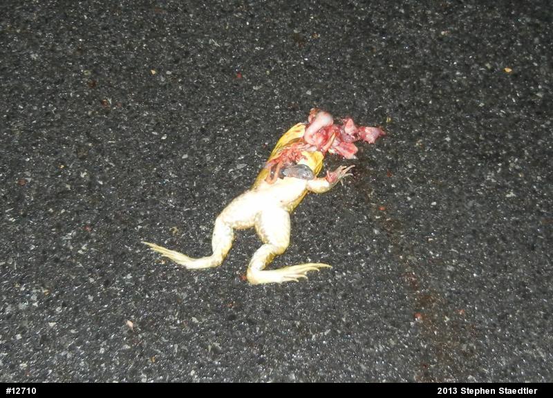 True Frogs