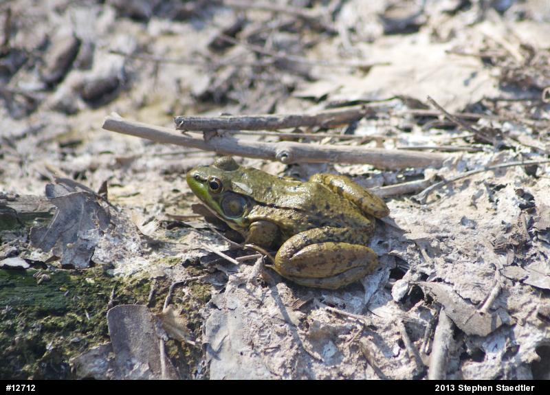 Green Frog