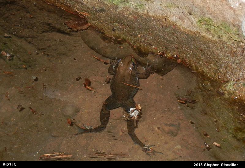 Green Frog