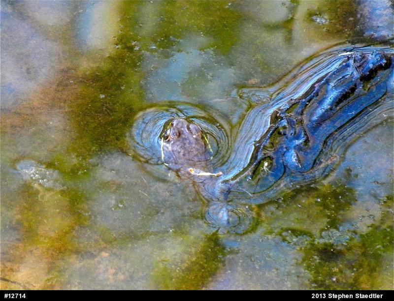 Green Frog