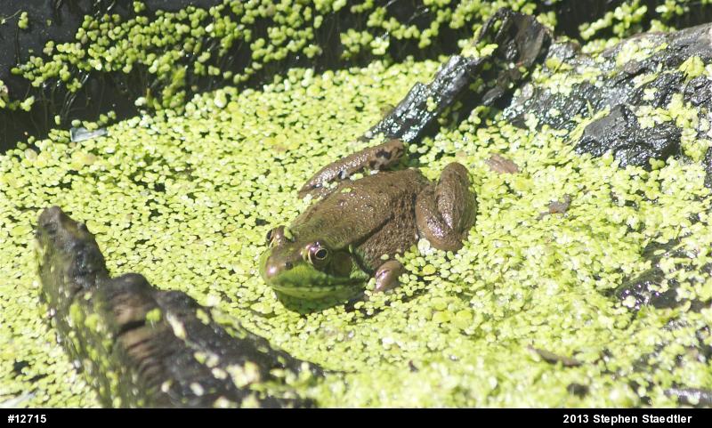 Green Frog