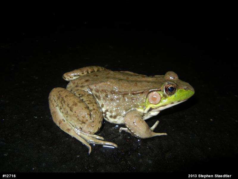 Green Frog