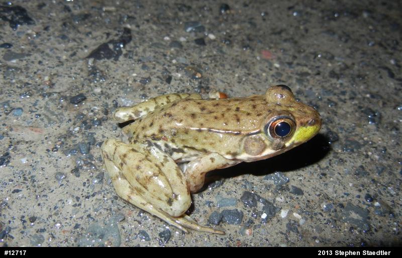 Green Frog