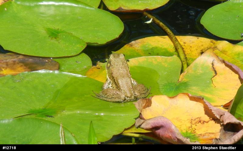 Green Frog