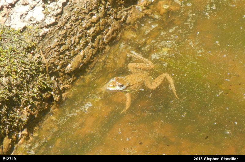 Green Frog