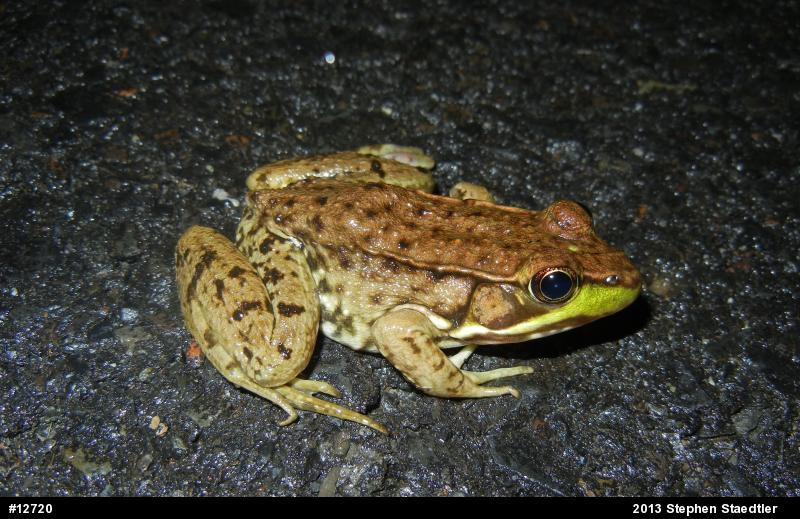 Green Frog
