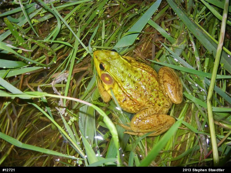 Green Frog