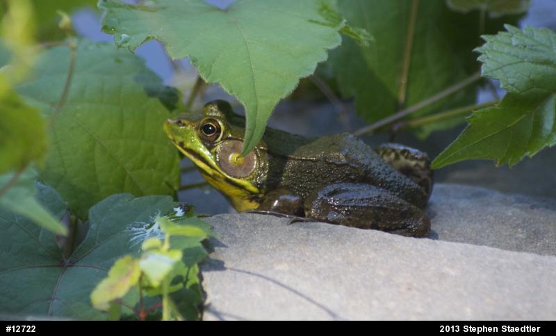 Green Frog