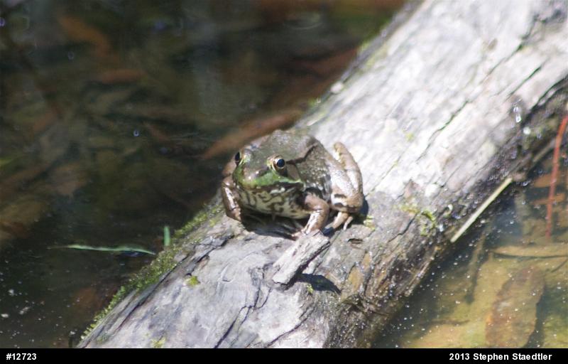 Green Frog