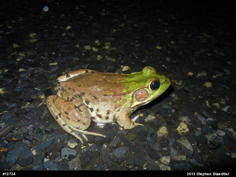 Green Frog