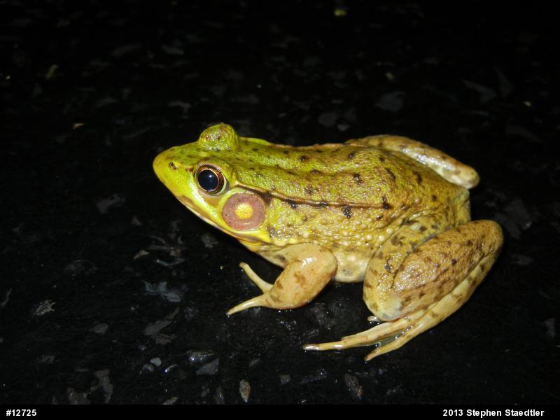 Green Frog