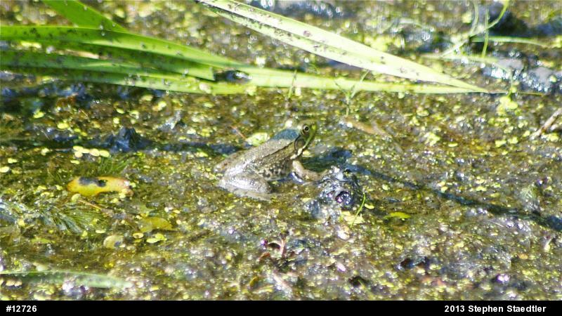 Green Frog