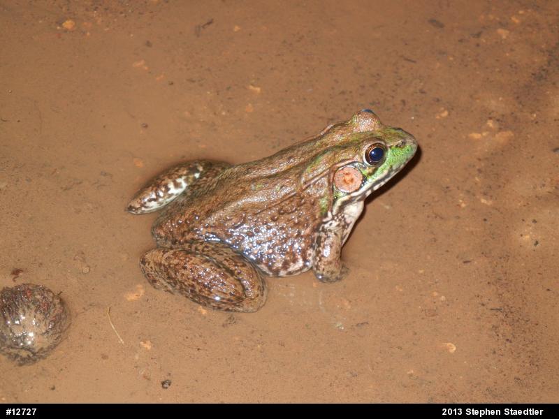Green Frog