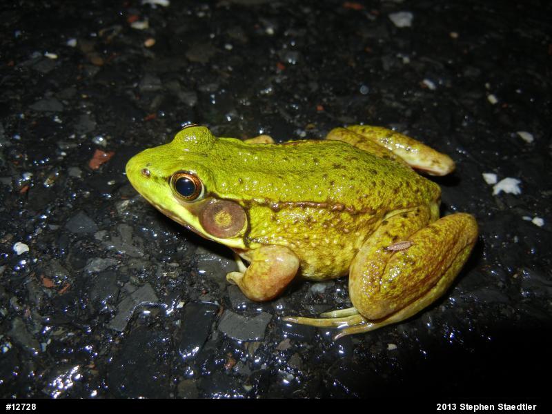 Green Frog