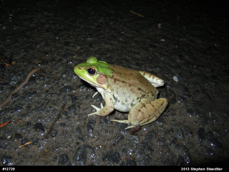 Green Frog