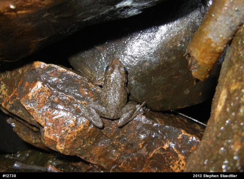 Green Frog