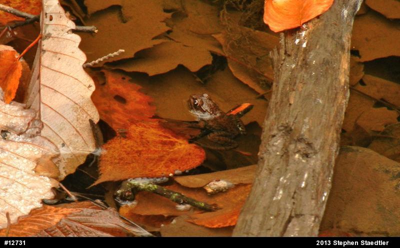 Green Frog