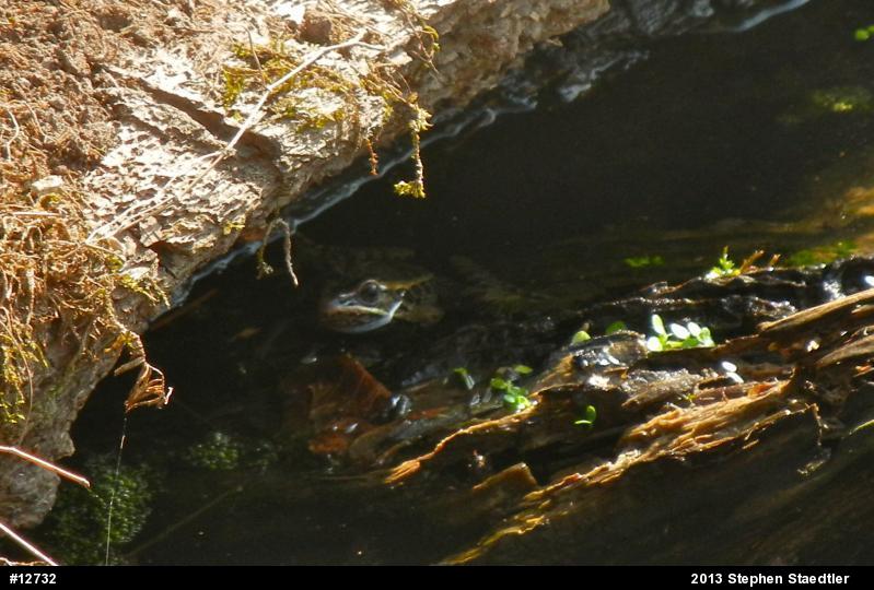 Pickerel Frog