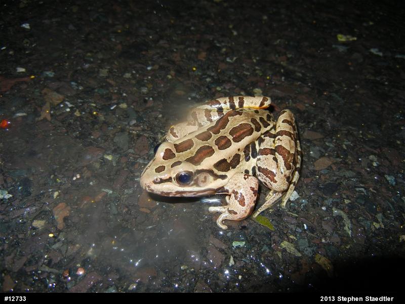 Pickerel Frog