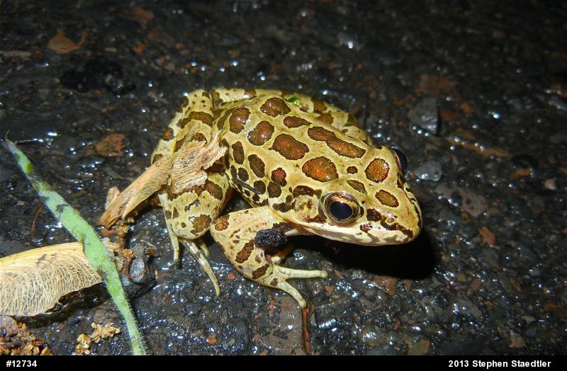 Pickerel Frog