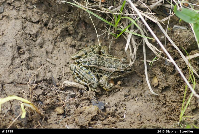 Pickerel Frog